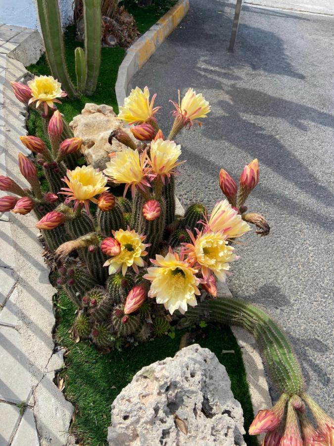 Un Lugar Para Descansar En 阿利坎特 外观 照片